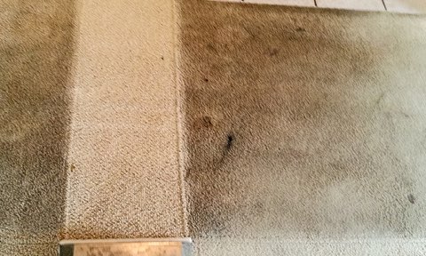 a tech cleaning a carpet in peoria